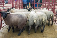 First prize suffolks